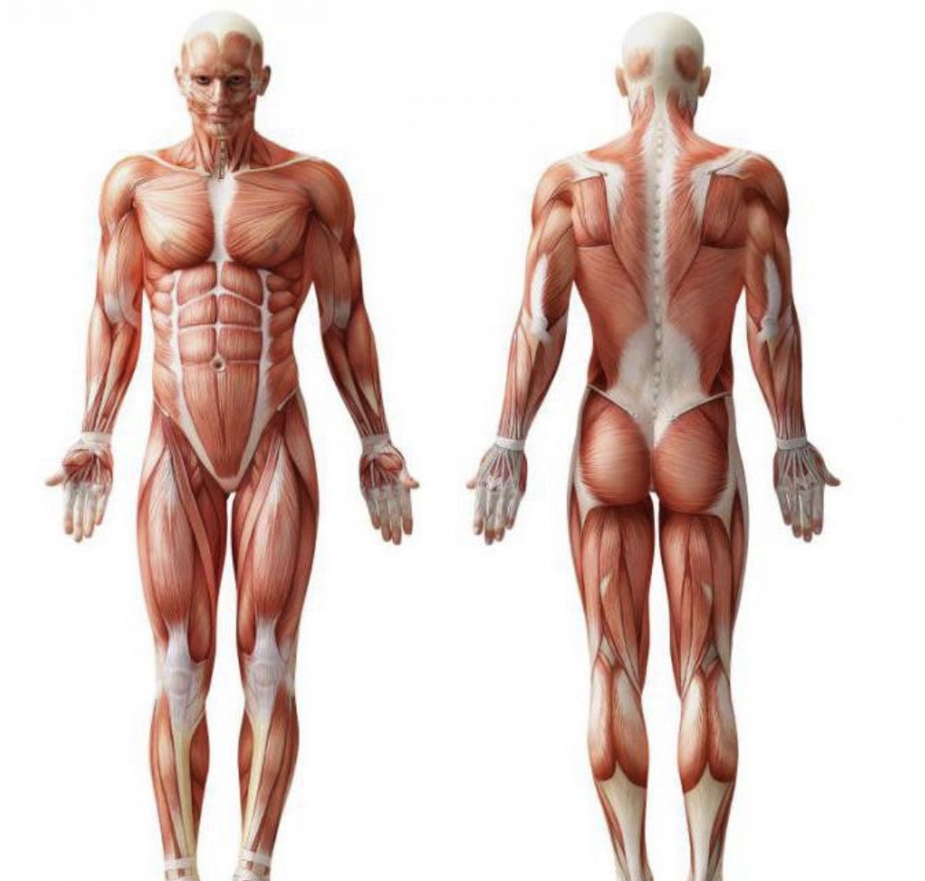 Come si allena la muscolatura