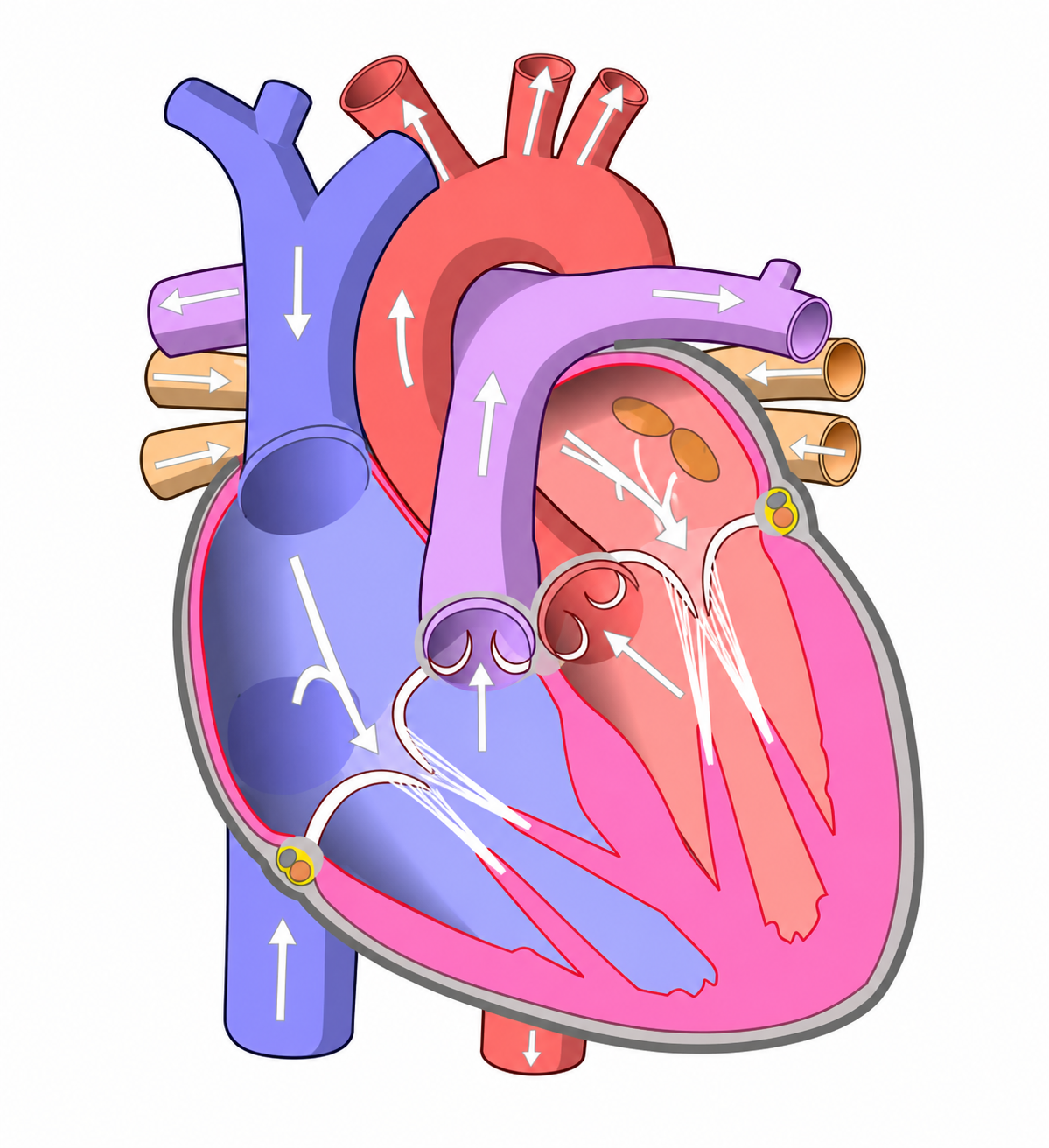 La frequenza cardiaca massima